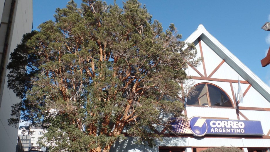 El arrayán de Correo Argentino en Bariloche. Foto: gentileza. 