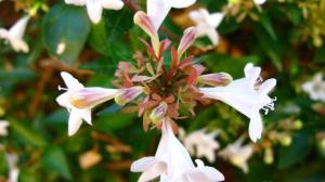 La planta arbustiva que se llena de flores violetas en pleno otoño y resiste el frío