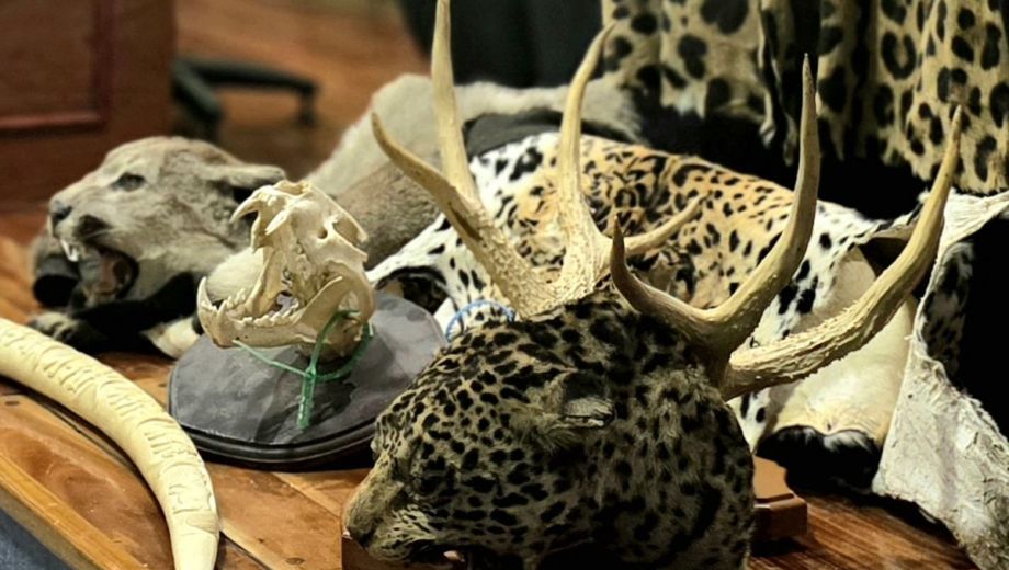 Nuevas herramientas para combatir el tráfico de fauna silvestre. Foto: gentileza WCS Argentina. 