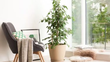 Cómo revivir un ficus: guía para salvar tu planta de interior en crisis