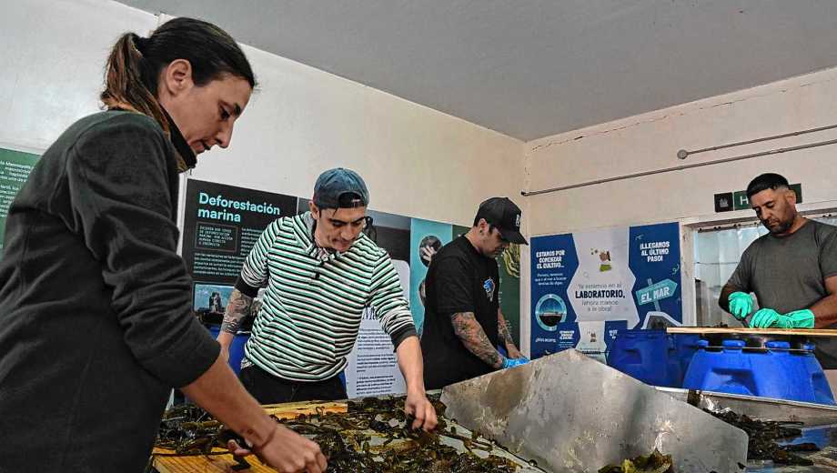 Luego de dos años de trabajo, lograron la primera cosecha de cachiyuyo. Foto: gentileza Ailin Peirone. 