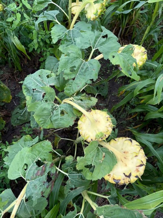 Daños en girasol, tras caída de granizo en Río Negro, en marzo de 2026.