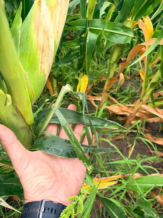 Daños en maíz, tras caída de granizo en Río Negro, en marzo de 2026.