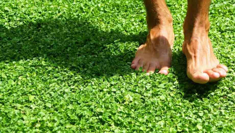 Su crecimiento es bajo pero firme, lo que lo hace perfecto para mantener un jardín atractivo sin el esfuerzo que exige el césped tradicional.