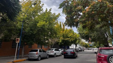 Arbolado urbano: la infraestructura verde que sostiene la vida en las ciudades