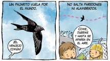 Imagen de «Un pajarito», la tira de Chelo Candia en el suple Viajes y Turismo a 44 años de la gesta de Malvinas