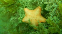 Imagen de Madres que gestan en su estómago: el asombroso secreto de una estrella de mar de la Patagonia