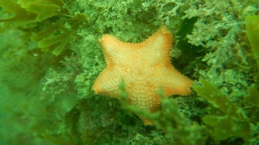 Madres que gestan en su estómago: el asombroso secreto de una estrella de mar de la Patagonia
