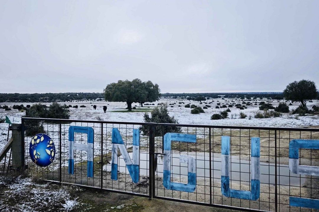 Desde Salamanca, España, la genética bovina argentina comienza a expandirse hacia otros países de Europa. Foto: gentileza EuroArgen.