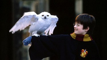 La ONU protege a «Hedwig»: la lechuza de Harry Potter entra en la lista de especies en peligro de extinción