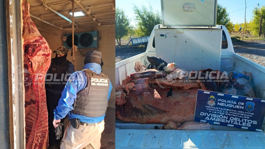 Golpe a la faena clandestina en Neuquén: secuestran más de 500 kilos de carne y detectan grave contaminación