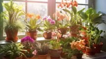 Imagen de Plantas para el otoño: cuáles son las especies ideales para tener en casa cuando bajan las temperaturas