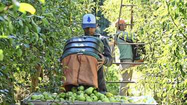 Fruticultura: entre el Alto Valle y Chile hay una brecha que la devaluación no corrige