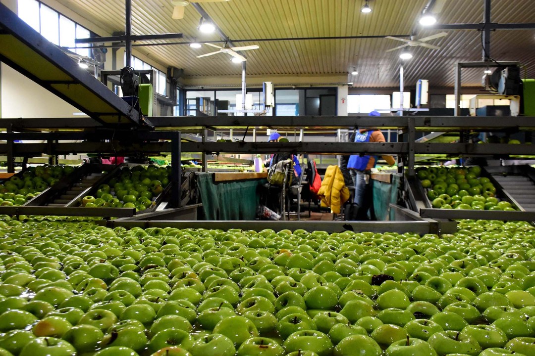 En la estructura actual del exportador de frutas del Alto Valle, aproximadamente el 58% del costo corresponde a mano de obra directa e indirecta del proceso de empaque.
