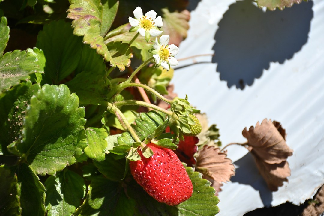 Las condiciones agroclimáticas de Plottier favorecen que las frutillas acumulen azúcar y tengan una elevada calidad de poscosecha.