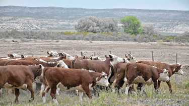 La condición corporal en la ganadería: cómo se determina, por qué es tan importante y los momentos clave