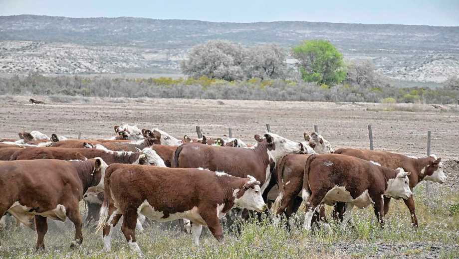 Rodeo de bovinos en un campo de Río Negro. Foto: archivo Andrés Maripe.