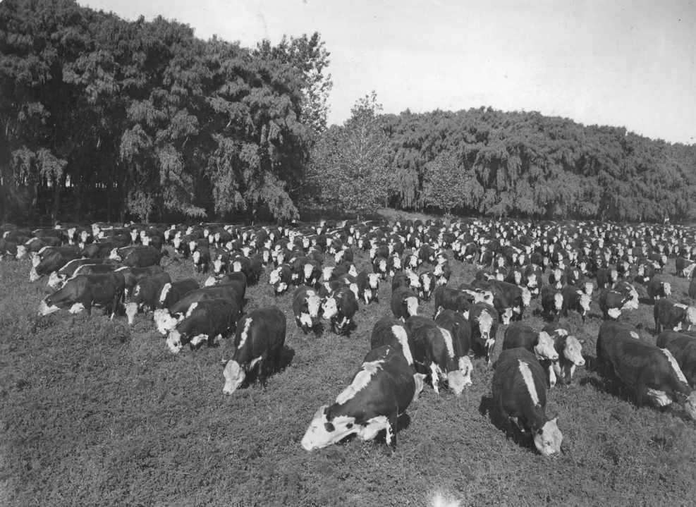 Si la Argentina no hubiese tenido vacas en la pampa, no habría sido posible desarrollar el país. Foto: Museo Roca - Instituto de Investigaciones Históricas.