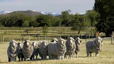Ganadería ovina: INTA y los criadores renovaron un acuerdo clave para mejorar la genética del Merino 