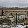 Imagen de Maquinchao, el corazón lanero de una Patagonia que busca recuperar sus majadas