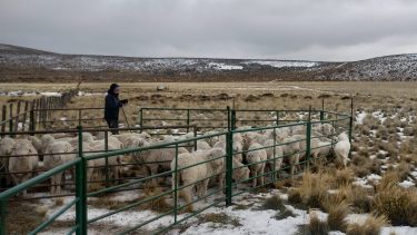 Cómo asegurar la recría ovina en la Patagonia