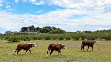 La ganadería que degrada y la que regenera: no es el clima, es el manejo