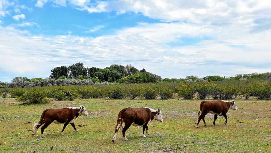 No es solo cuánto ganado hay, sino cómo, cuándo y por cuánto tiempo pastorea. Foto: archivo Andrés Maripe.