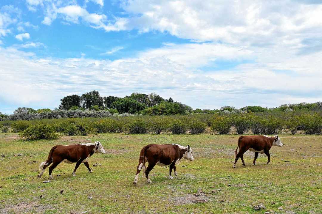 Actualmente, se insemina el 15% del total de vientres en el país.