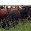 Imagen de Ganadería: cómo una pastura bien manejada puede reducir hasta un 70% el costo de producir carne