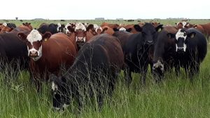 La importancia de la vaca para la economía argentina