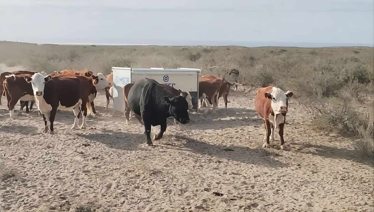 La concentración de hacienda en la Patagonia tiene un efecto favorable sobre el suelo a través de las deyecciones y de la orina.