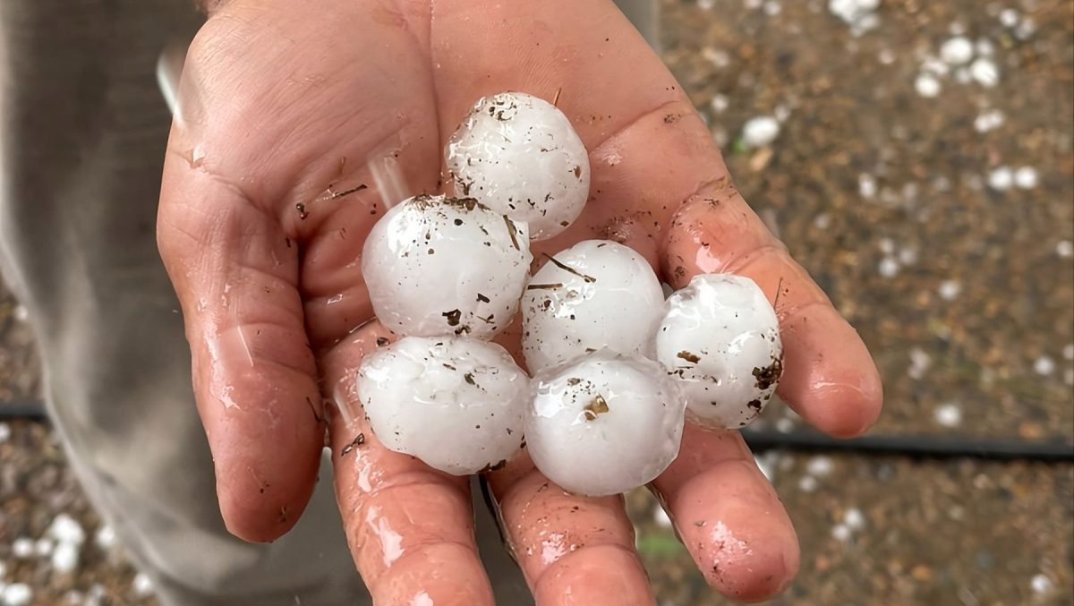 Importante granizo cayó en chacras de los valles del río Negro.
