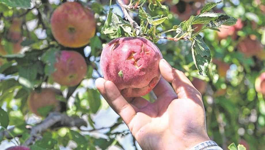 El relevamiento está a cargo de la Secretaría de Agricultura. Foto: Juan Thomes.