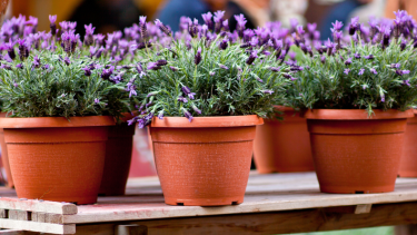 Lavanda en casa: cómo cuidarla, dónde ubicarla y por qué es una de las plantas más elegidas