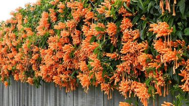 Flor de San Juan: la trepadora que resiste el frío, florece en invierno y atrae colibríes