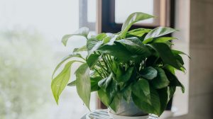 Cuatro plantas de interior que viven con poca luz y casi no necesitan cuidados