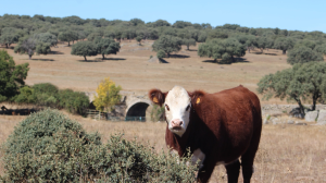 Cómo una cabaña de Bahía Blanca envió en termos Angus con genética patagónica a Europa