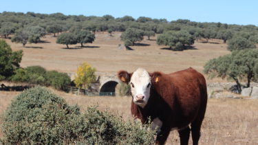 De la tradición familiar al mercado europeo: la historia del Angus argentino que cruza océanos y conquista mercados premium