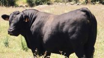 Imagen de La historia del Angus patagónico que cruza océanos para expandir su genética en Europa