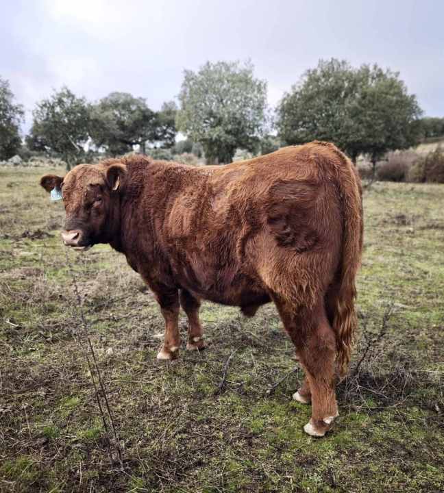 Araucano, toro nacido en España a partir de un embrión argentino. Es hijo de Araucaria, una donante nacida en la Patagonia neuquina, en Las Lajas. Foto: gentileza EuroArgen.