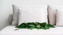 Imagen de El truco del laurel que se volvió viral en el Feng Shui: para dormir mejor y atraer dinero