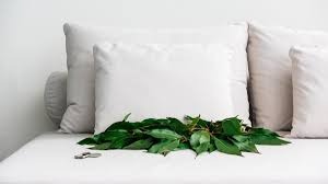 El truco del laurel que se volvió viral en el Feng Shui: para dormir mejor y atraer dinero