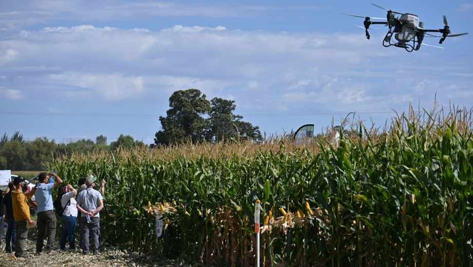 El "oro amarillo" de la Norpatagonia: las claves del maíz que revoluciona los valles de Río Negro y Neuquén. Foto: Juan Thomes.-
