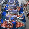 Imagen de Por el granizo y la falta de fruta en el Alto Valle, ya importan manzanas de Chile en bines para empacar en Río Negro