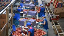 Imagen de La exportación de peras y manzanas desde Río Negro y Neuquén cayó en el primer trimestre de 2026