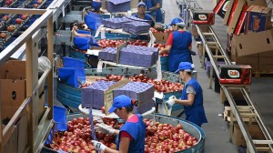 La exportación de peras y manzanas desde Río Negro y Neuquén cayó en el primer trimestre de 2026