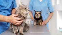 Imagen de Ocho de cada 10 hogares comparten su vida con un perro o un gato y crece la cobertura veterinaria