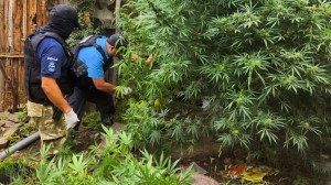 Secuestraron drogas, armas y motos robadas en cuatro allanamientos en Neuquén: hubo tres detenidos