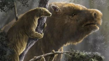 Histórico hallazgo en la costa argentina: turistas encontraron el fémur de un perezoso gigante de hace 400.000 años