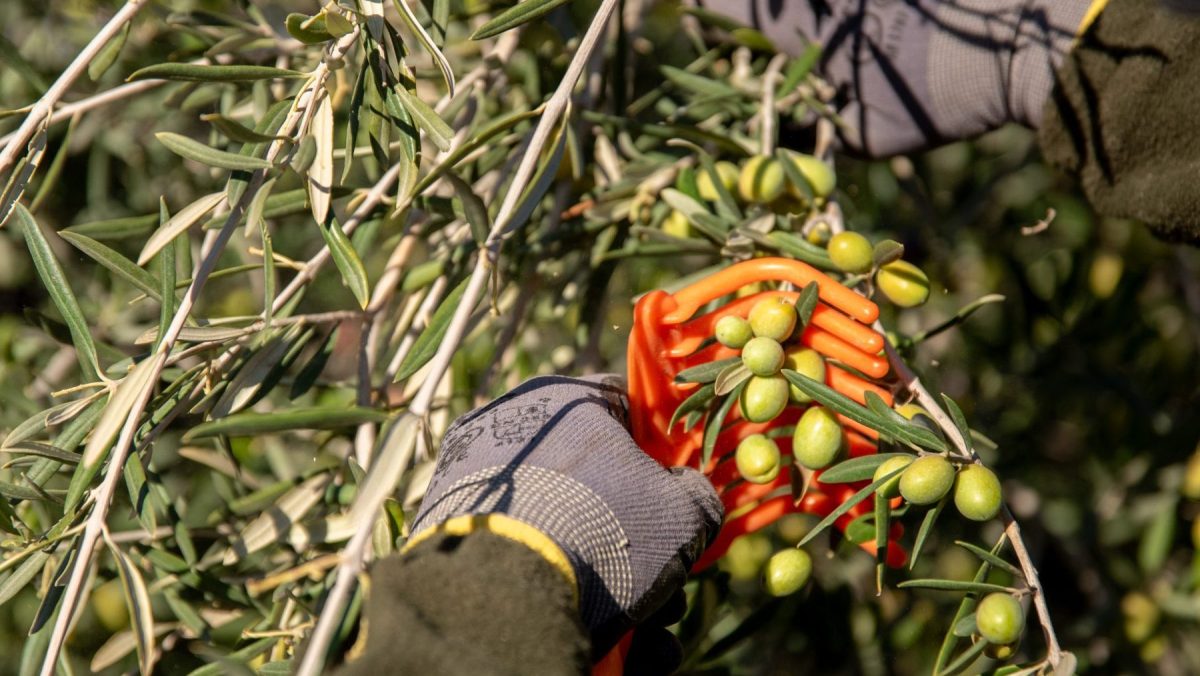 La cosecha de aceitunas en el olivar ubicado en Neuquén se realiza de manera manual. Foto: gentileza Mariana Mauad.
